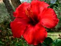 roter Hibiskus